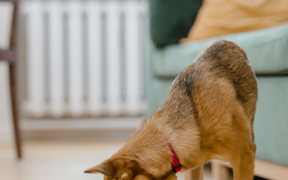 Perro comiendo de un cuenco blanco en el salón de una casa